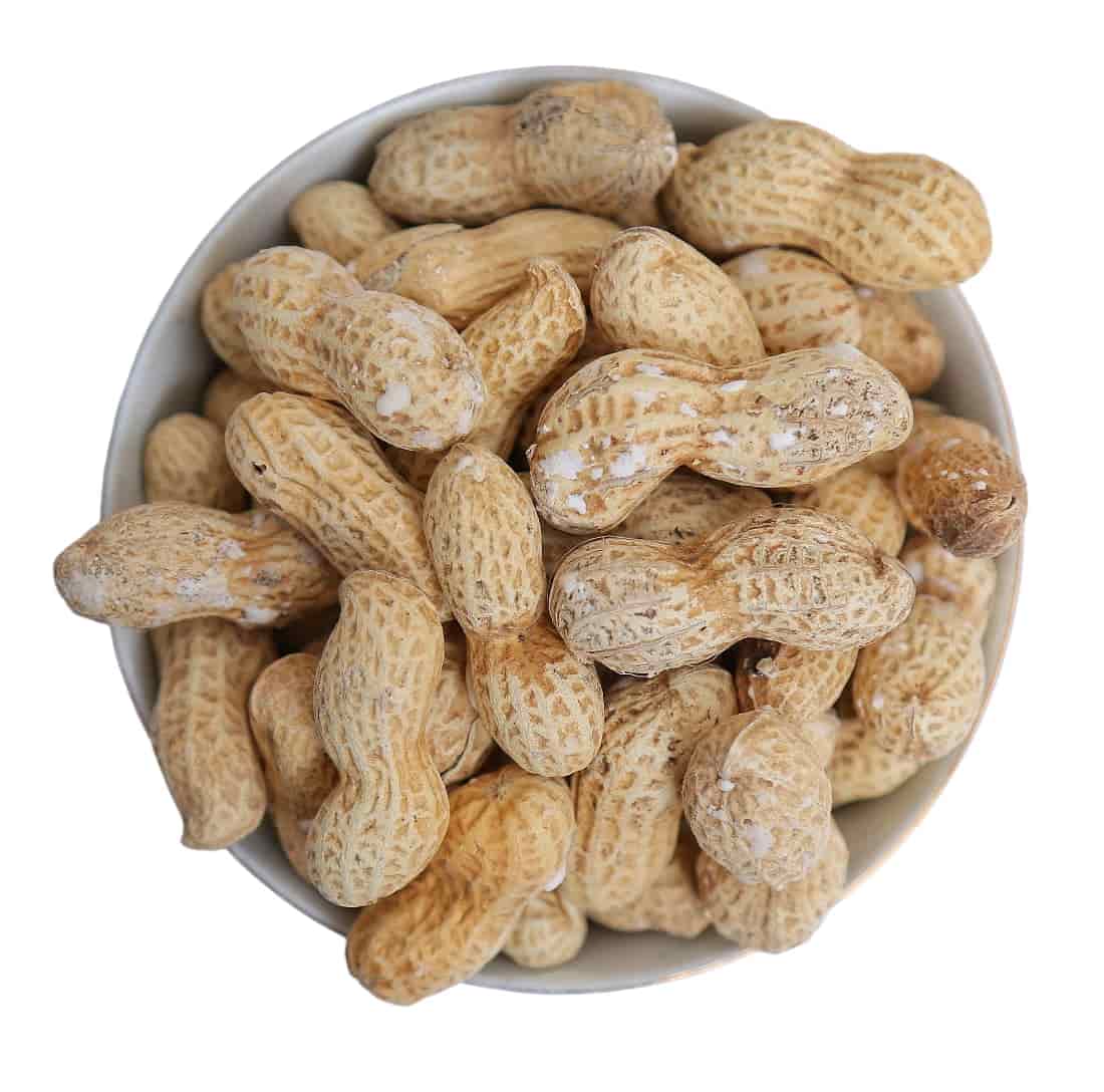 بادام زمینی دشت مغان محصولی معروف از دشت مغان